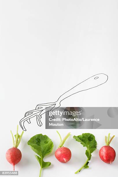 radishes and arugula lined up below drawing of gardening fork - radijs stockfoto's en -beelden