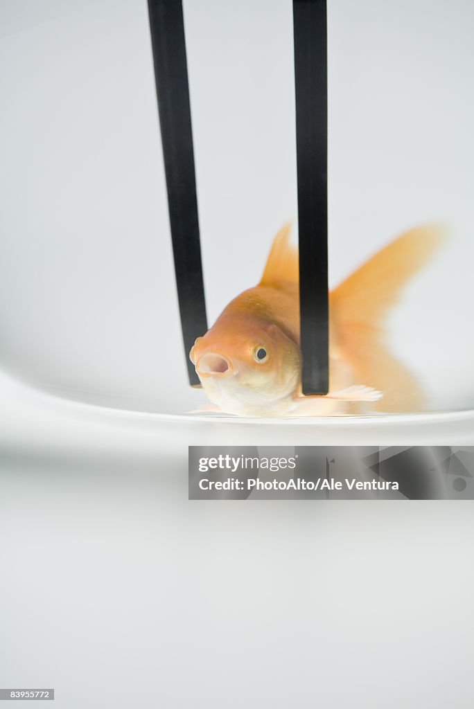 Chopsticks holding goldfish, close-up