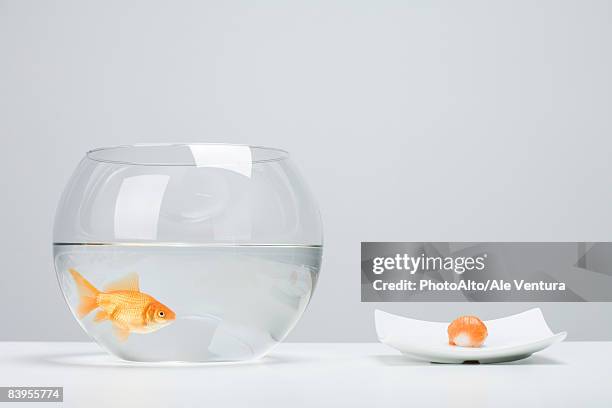 goldfish in bowl beside single piece of salmon nigiri sushi - fish bowl stock-fotos und bilder