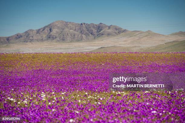 Flowers bloom at the Huasco region on the Atacama desert, some 600 km north of Santiago, on August 26,2017. - In years of very heavy seasonal rains a...