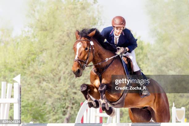 saut d’obstacles - cheval avec femme coureur sautant par-dessus l’obstacle - cheval de face photos et images de collection