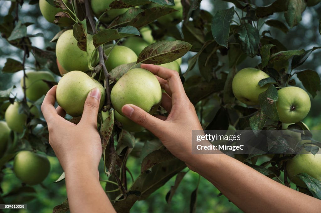 Young Woman Hand Picking Green Apples