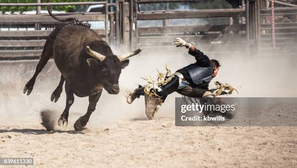 wild west rodeo cowboy reiten einen ruckeln schwarzen stier - rodeo bull stock-fotos und bilder