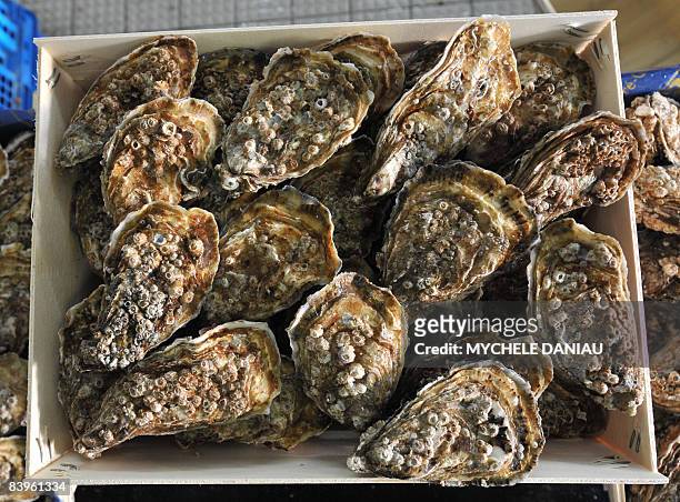 Oysters are in a basket at a mussels and oysters farm on December 9, 2008 in Grandcamp-Maisy, western France. Mussels and oysters are part of French...