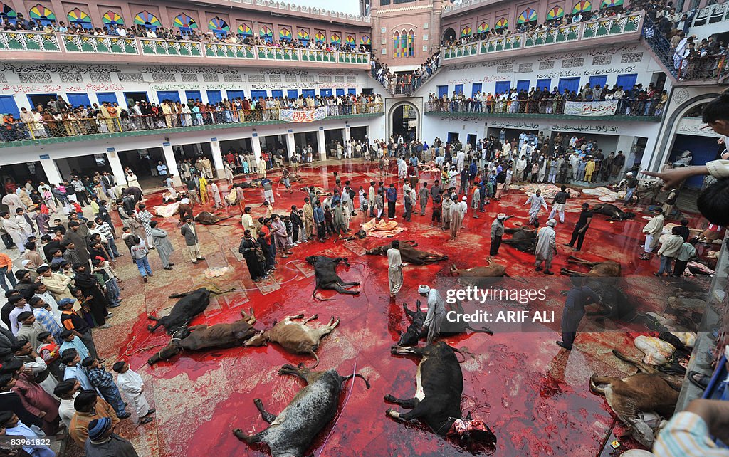 Pakistani Muslims slaughter the sacrific