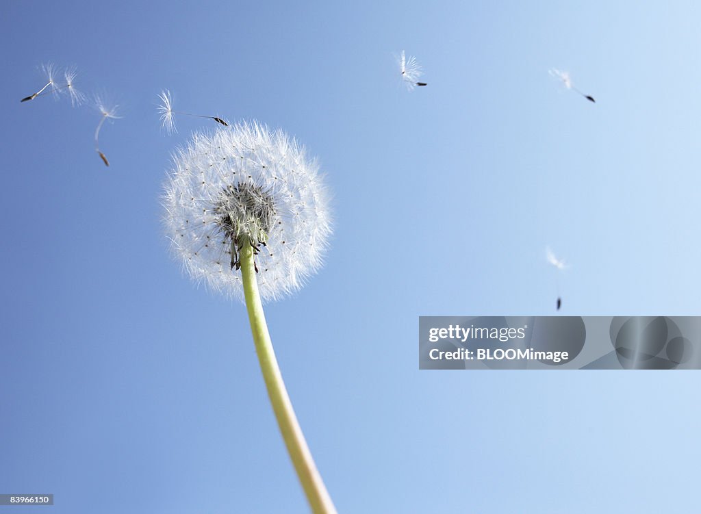 Dandelion seed head