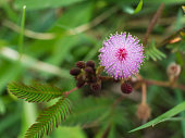 Purple Unwanted Flora Flower