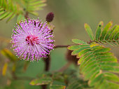 Purple Unwanted Flora Flower
