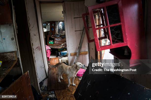 The Sea, TX A dog watches as Nahan Valdez gathers supplies out of his destroyed home to take back to a shelter near City-By-The Sea, TX as Hurricane...