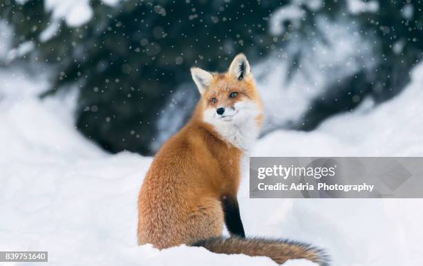 red fox in winter forest - räv bildbanksfoton och bilder