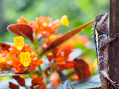 Close up lizard are beautiful patterned as a colorful background