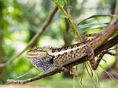 Close up lizard are beautiful patterned as a colorful background