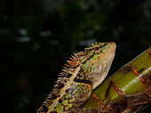 Close up lizard are beautiful patterned as a dark background