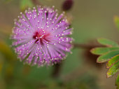 Blur of Purple Unwanted Flora Flower