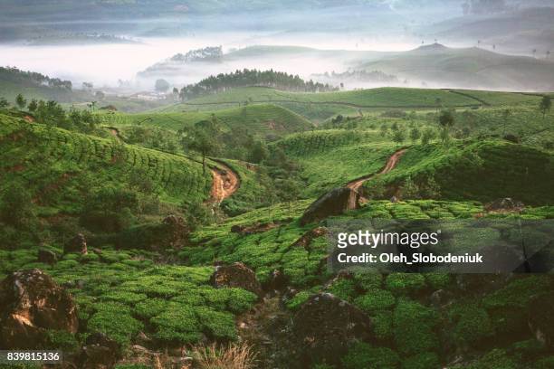 tea plantation in munnar, kerala - sri lanka imagens e fotografias de stock