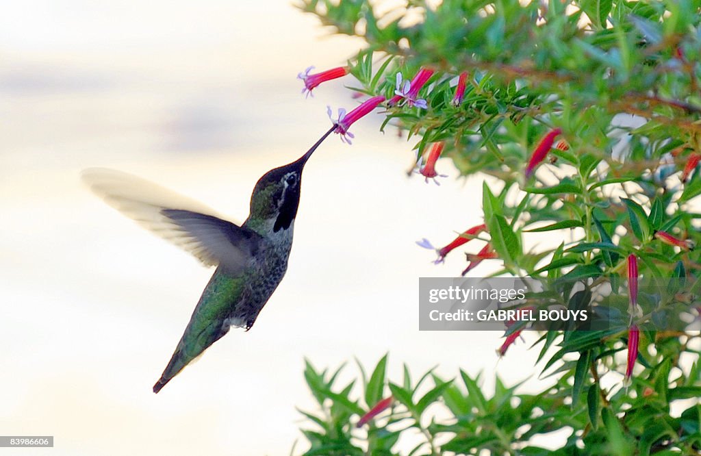 A Hummingbird feeds in Los Angeles, Dece