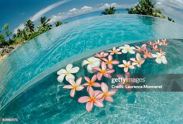 flowers floating on overflowing pool, fisheye - fregate stock pictures, royalty-free photos & images