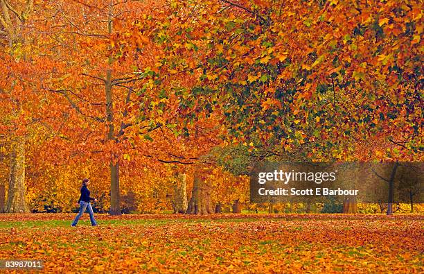 woman walking through hyde park during autumn. - hyde park londra foto e immagini stock