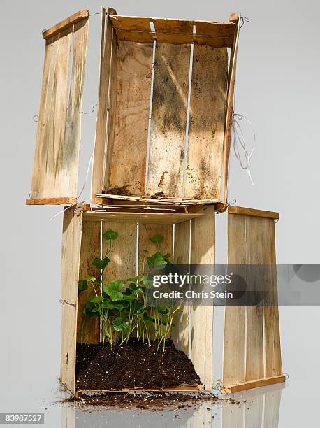 stacked crates with vines and soil inside - vines wrapping stock pictures, royalty-free photos & images