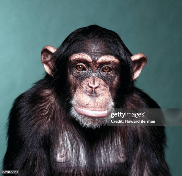 sad monkey - monkey stock-fotos und bilder