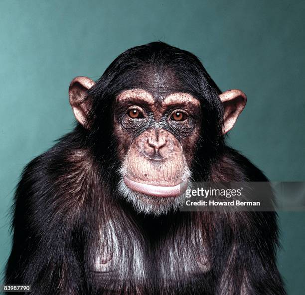 sad monkey - chimp stockfoto's en -beelden