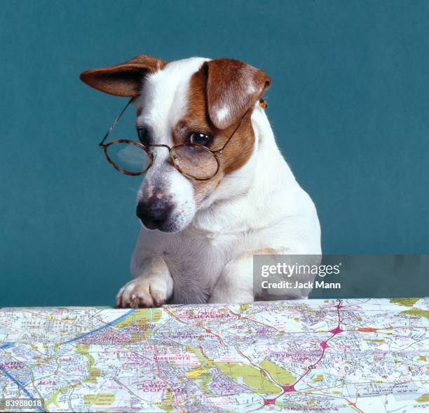 dog reading map - reading glasses imagens e fotografias de stock