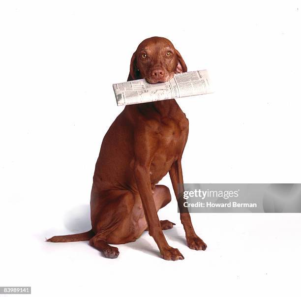 newspaper dog - dierlijke mond stockfoto's en -beelden