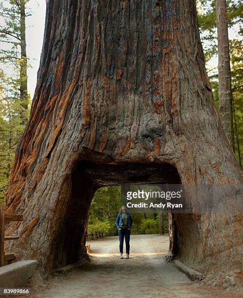 woman standing in tunnel through redwood tree. - sequoia rossa foto e immagini stock