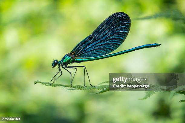 dragonfly - european damselfly - libellule photos et images de collection