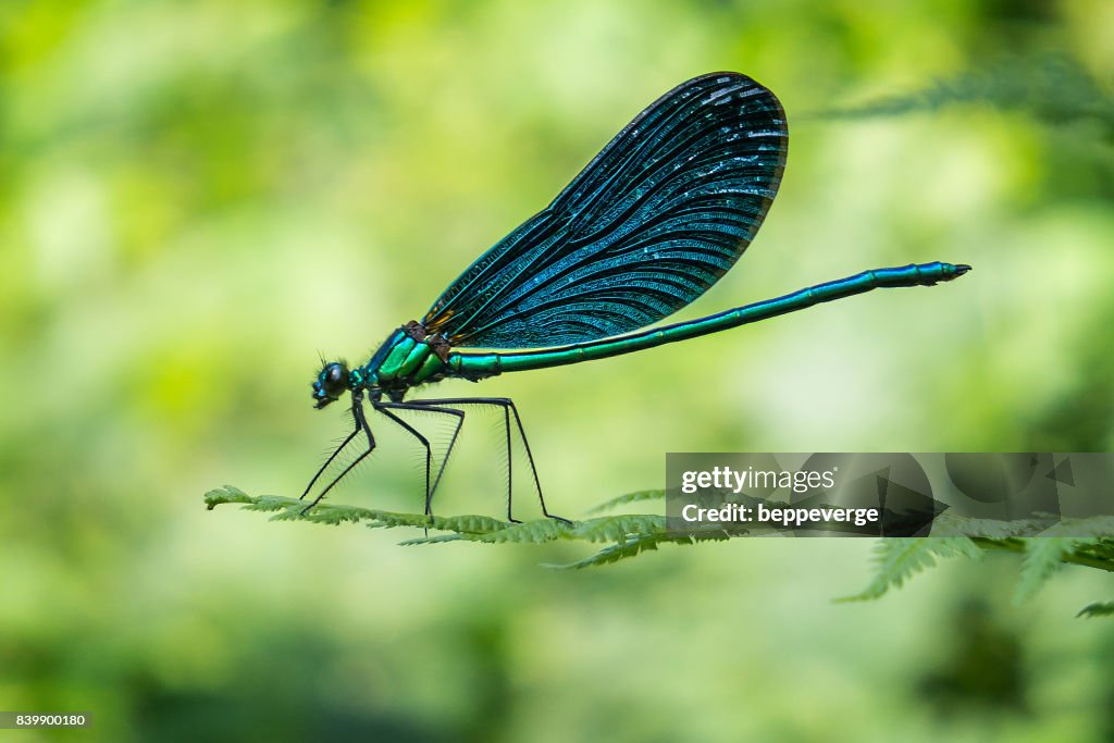 Dragonfly - European damselfly