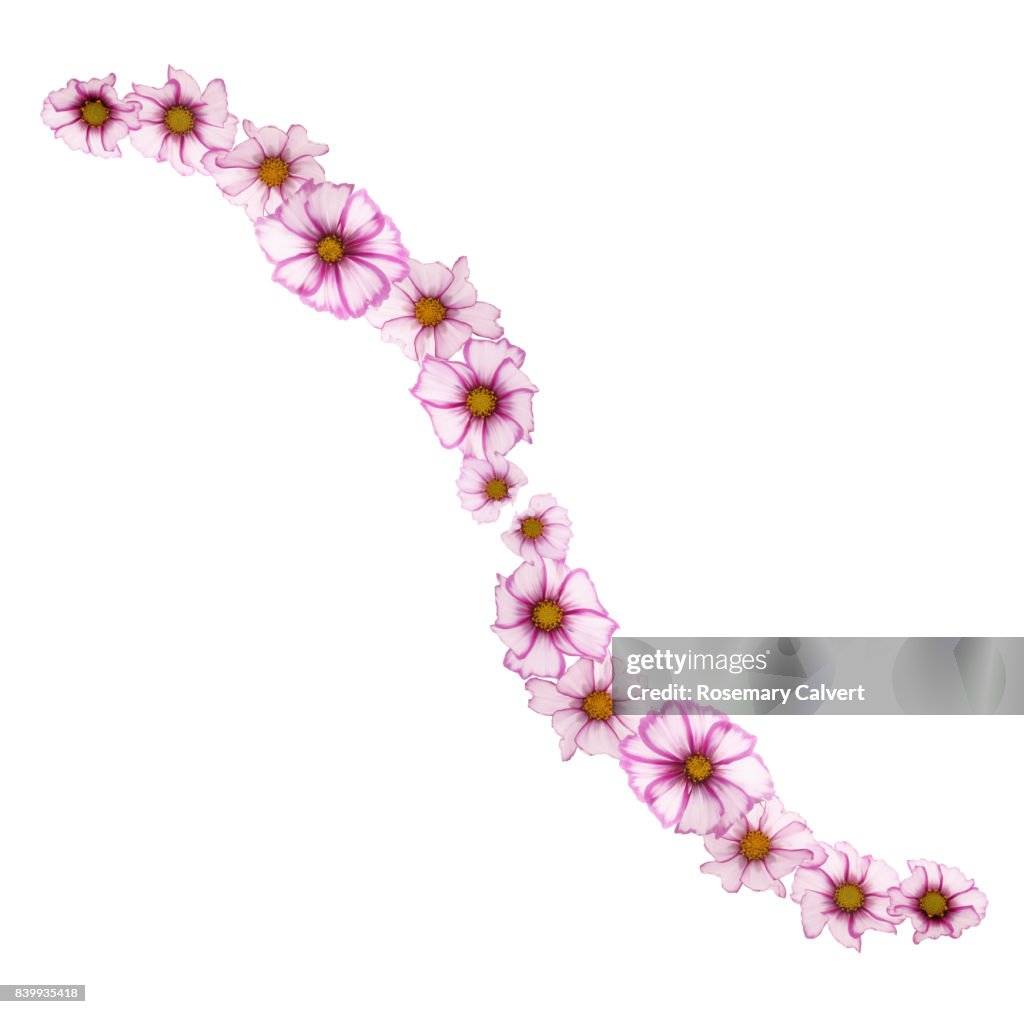 Diagonal design with pink cosmos flowers on white square.