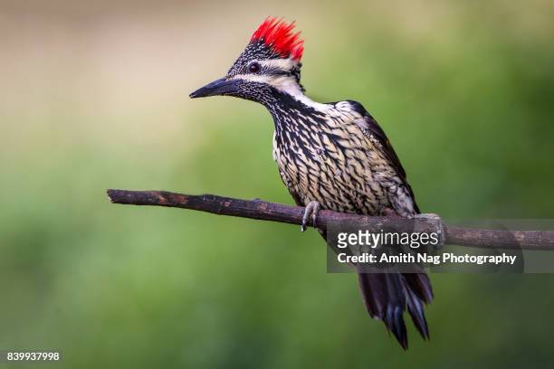 lesser flameback woodpecker - perch stockfoto's en -beelden