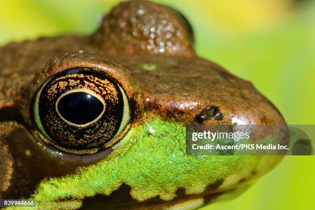 Green Frog (Lithobates clamitans) in vegetation