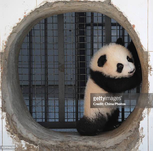 Little giant panda, three-month-old, plays in its pen at the Bifengxia base of China Giant Panda Protection and Research Center on December 11, 2008...