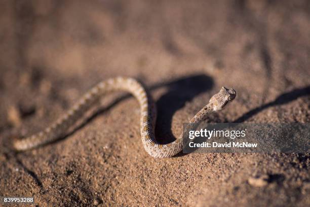Very young Mojave desert sidewinder rattlesnake is seen shortly after dawn near Amboy Crater at Mojave Trails National Monument on August 27, 2017...