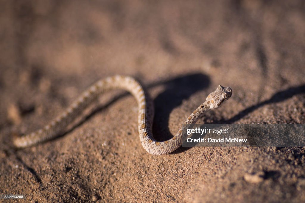 Mojave Trails National Monument Under Review By Trump's EPA Dept. For Possible Downsizing