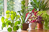 Pot plants display on the window