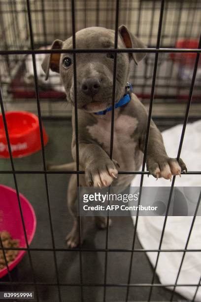 Pets belonging to evacuees sit in a crate at the Delco Center in east Austin, Sunday, August 27, 2017. The Red Cross says, if needed, they are...