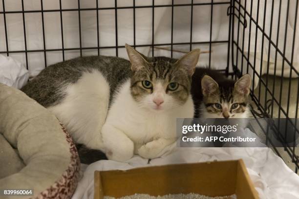 Pets belonging to evacuees sit in a crate at the Delco Center in east Austin, Sunday, August 27, 2017. The Red Cross says, if needed, they are...