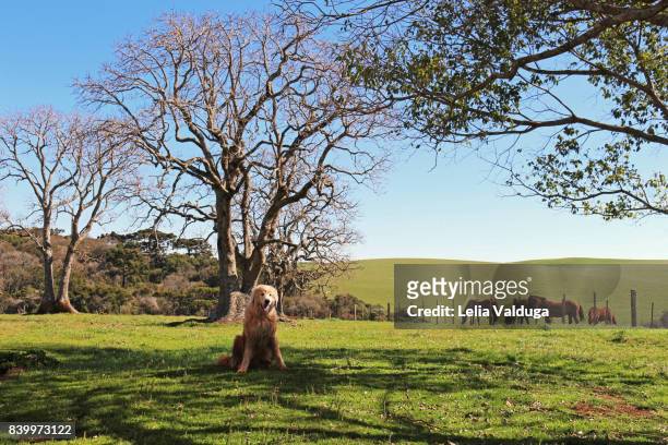 horse creole and maremma sheepdog - rs, brazil - pastore maremmano stockfoto's en -beelden