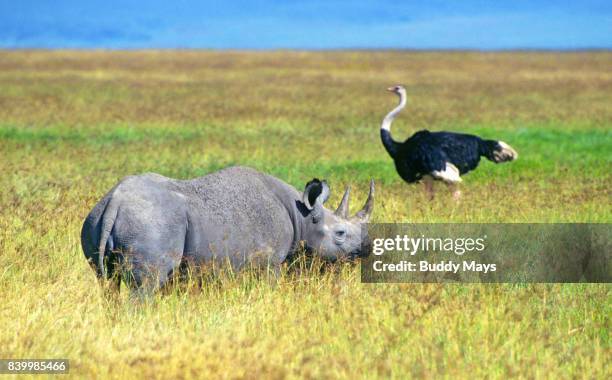 black rhinocerous - neushoorn stockfoto's en -beelden