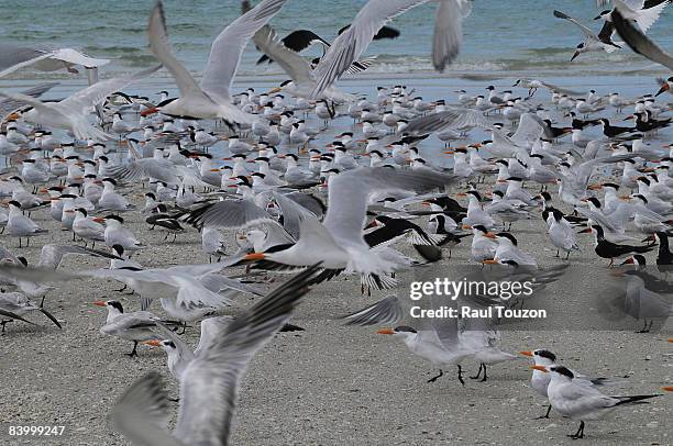 lovers key state park, florida. - royal tern stockfoto's en -beelden