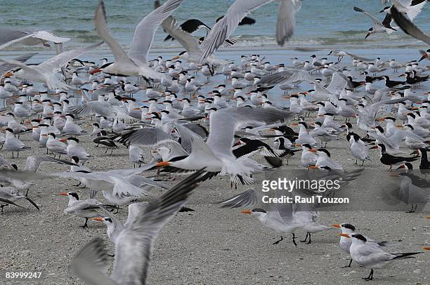lovers key state park, florida. - royal tern stock pictures, royalty-free photos & images