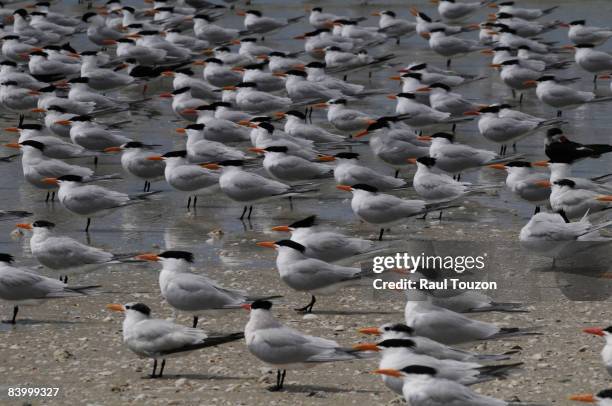 lovers key state park, florida. - royal tern stockfoto's en -beelden