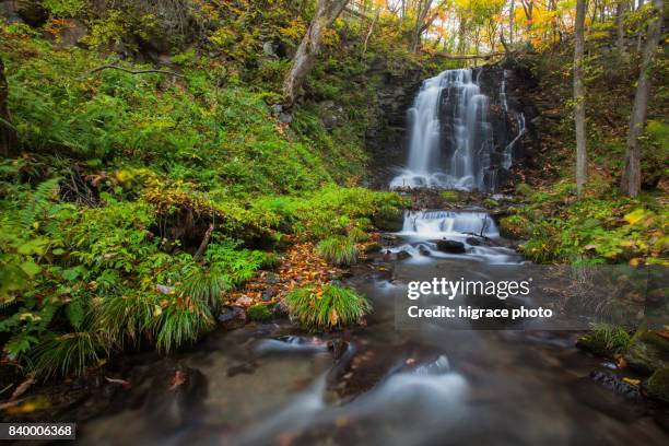 oirase stream (oirase keiryū) is a picturesque mountain stream in aomori - 宮城県 ストックフォトと画像