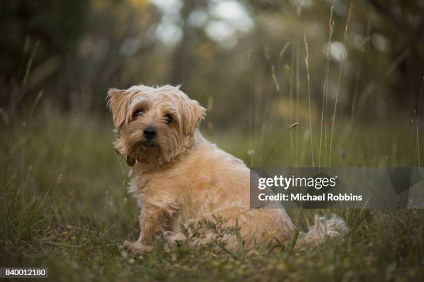 norfolk terrier - norfolk terrier stock-fotos und bilder