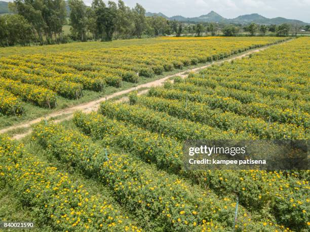 marigold field, saraburi, thailand - calendula stock-fotos und bilder