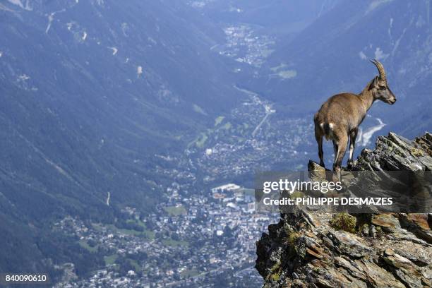 Mountain sheep stands on rocks above the Chamonix valley in the famous "Couloir du Goûter", known as the best way to climb atop the Mont-Blanc peak,...