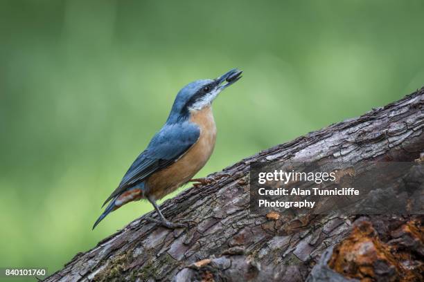 nuthatch feeding - nuthatch stock pictures, royalty-free photos & images