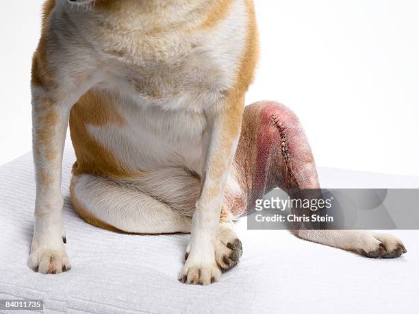 shiba inu dog after knee surgery - sutura fotografías e imágenes de stock